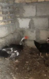 اردک نر و ماده نژاد اوکراینی و روسی