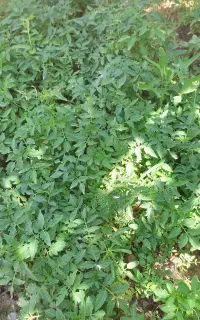 نشا گوجه