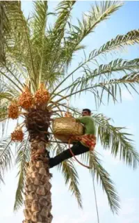 کارگر نخل