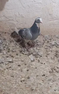 گلگگ