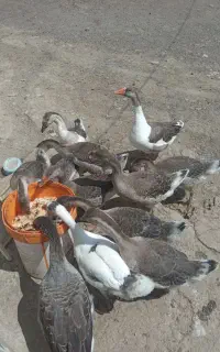 قوغاز