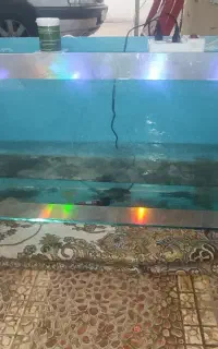اکواریوم