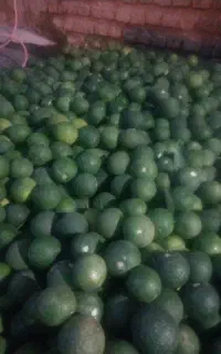 نارنچ