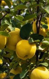 فروش ویژه نهال به پرتقالی در اصفهان با قیمت مناسب