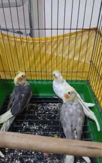 عروس هلندی مولد باجوجه
