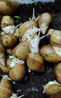 حلزون آلبینو