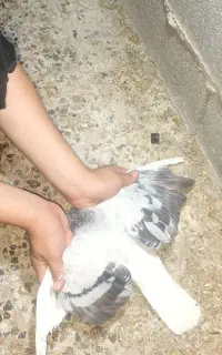 کبوتر
