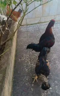 خروس جوان