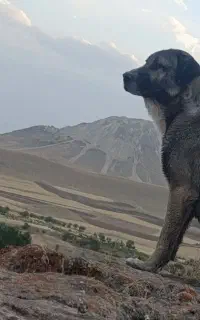 دورگ