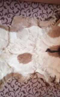 پوسته سمور برای پادری