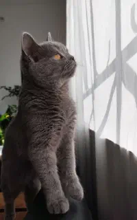 گربه بریتیش