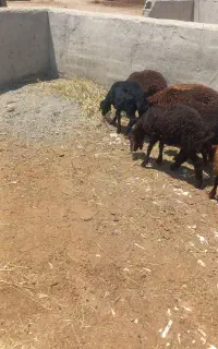 ۲۱عدد گوسفند