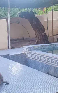 اجاره باغ ویلا بااستخر وجوی آب روان دائم سیرچ