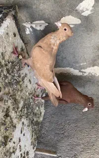 کبوتر زرد سرخ کاکلی کرمانی