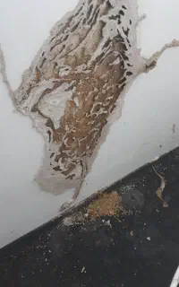 سمپاشی وموریانه زدایی منازل وادارات