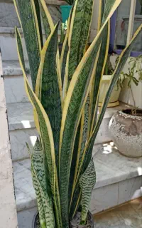 گل سانسوریا