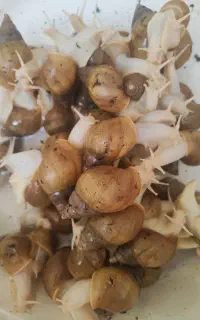 حلزون رایگان