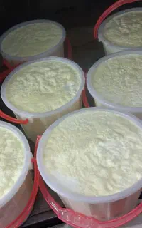 دوغ کره ماست ارگانیک و طبیعی