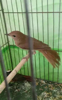 سهره هزار نر