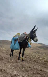 الاغ نر