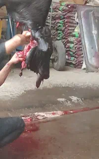 سلاخ و قصاب حرفه ای سبک و سنگین سیار  شبانه روزی