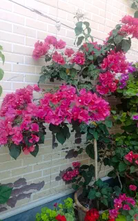 گل کاغذی