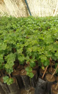 نهال ترکمن ۴موجود