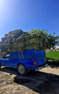 یونجه بصورت تک و عمده برای خوراک دام گاو و گوسفند