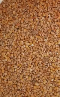 ذرت برای کفتر یا مرغ و‌خروس