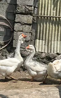 نر تک و جفت غاز لیندا