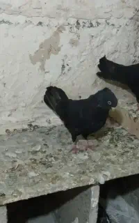 زاغ ابادانی