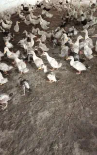 فروش جوجه اردک ورامینی