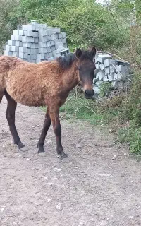 اسب نریان یکساله