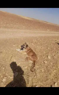 سگ سرابی ماده