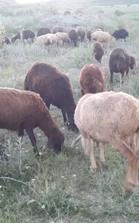 بره ماده شیشک
