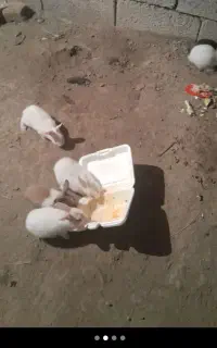 ۹عددخرگوش خوشگل