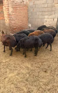 گوسفند میش شیشک