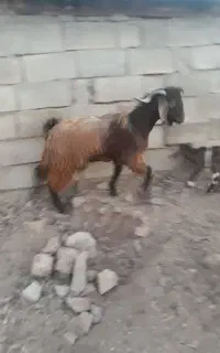 بزغاله چاق باب قصابی