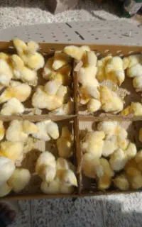 جوجه گوشتی راس 308امل 5روزه فقط 50هزار