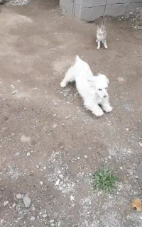 ۲عددپاپی فروشی