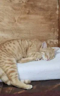 میشا کوچولو واگذار میشه