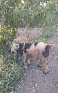بره فروشی