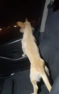 سگ پاکوتا