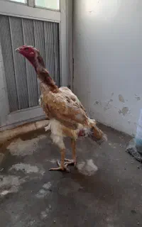 مرغ لاری اصل