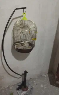 قفس مرغ عشق