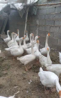 غاز لیندا 5 عدد