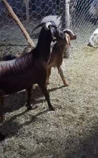 بزوکره