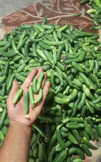خیار بوته ای آبسرده