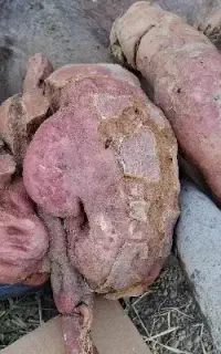 سلام