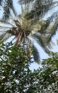 درخت بند. خوشه بند